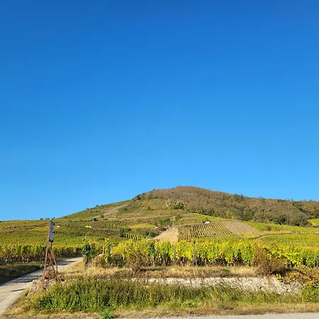 Les Cepages Ammerschwihr