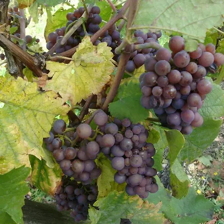 Dom wakacyjny Les Cepages