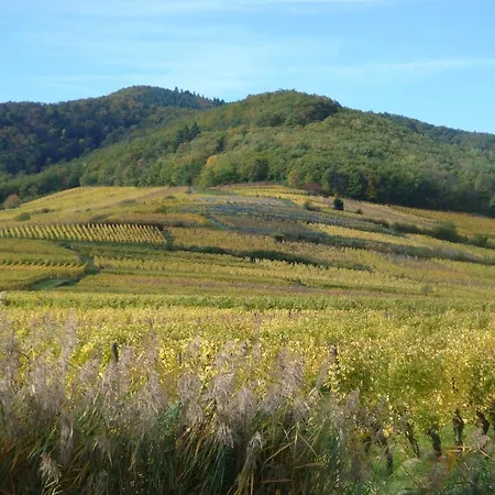 Les Cepages Ammerschwihr