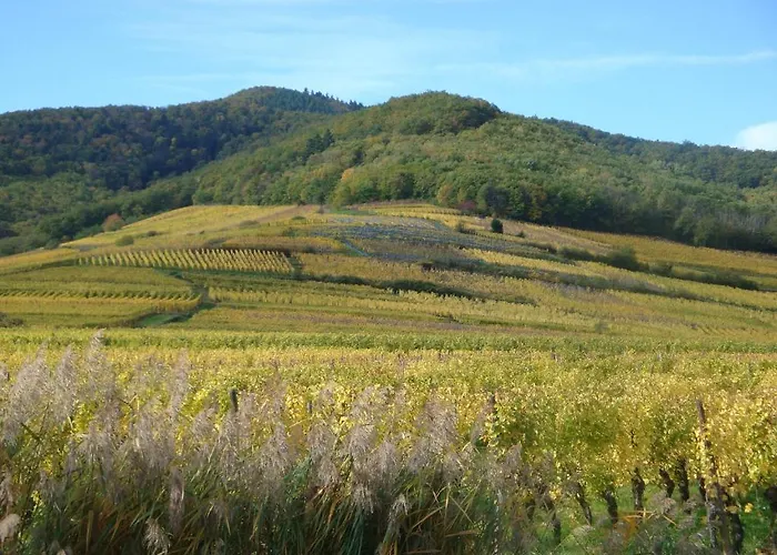 Les Cepages Ammerschwihr